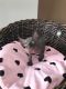 Sphynx Cats for sale in New Orleans, LA, USA. price: $500