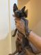 Sphynx Cats for sale in Jackson, MS, USA. price: NA