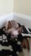 Sphynx Cats for sale in Kansas City, MO, USA. price: NA
