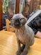 Sphynx Cats for sale in Omaha, NE, USA. price: $500