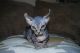 Sphynx Cats for sale in Jersey City, NJ, USA. price: $500