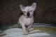 Sphynx Cats for sale in Raleigh, NC, USA. price: NA