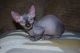 Sphynx Cats for sale in Bismarck, ND, USA. price: NA