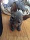 Sphynx Cats for sale in Pittsburgh, PA, USA. price: $500