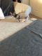 Sphynx Cats for sale in Sioux Falls, SD, USA. price: NA