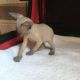 Sphynx Cats for sale in Richmond, VA, USA. price: $500