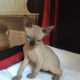 Sphynx Cats for sale in Montpelier, VT 05602, USA. price: NA