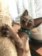 Sphynx Cats for sale in Seattle, WA, USA. price: $500