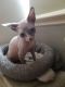 Sphynx Cats for sale in Madison, WI, USA. price: $500