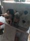 Sphynx Cats for sale in Cheyenne, WY, USA. price: $500