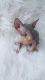 Sphynx Cats for sale in Winston-Salem, NC, USA. price: $500