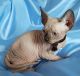 Sphynx Cats for sale in West Virginia State Capitol, Charleston, WV 25305, USA. price: NA