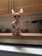Sphynx Cats for sale in Indianapolis International Airport, Indianapolis, IN 46241, USA. price: NA