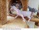 Sphynx Cats for sale in West Virginia State Capitol, Charleston, WV 25305, USA. price: $500