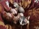 Sphynx Cats for sale in NJ-27, Metuchen, NJ, USA. price: $450