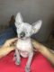 Sphynx Cats for sale in Sacramento, CA, USA. price: $1,200
