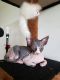 Sphynx Cats for sale in 5134 Betsy Ln, McHenry, IL 60050, USA. price: NA