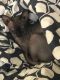 Sphynx Cats for sale in Orlando, FL, USA. price: $400