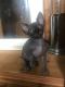 Sphynx Cats for sale in Boston, MA, USA. price: $400