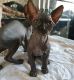 Sphynx Cats for sale in Milwaukee, WI, USA. price: NA