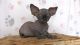 Sphynx Cats for sale in Denver, CO, USA. price: $400