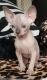 Sphynx Cats for sale in Indianapolis, IN, USA. price: $400