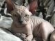 Sphynx Cats for sale in Louisville, KY, USA. price: $400