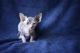 Sphynx Cats for sale in New Orleans, LA, USA. price: NA