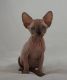 Sphynx Cats for sale in Las Vegas, NV, USA. price: $400