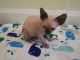 Sphynx Cats for sale in Greensboro, NC, USA. price: $400