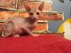 Sphynx Cats for sale in Tulsa, OK, USA. price: $400