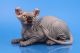 Sphynx Cats for sale in Portland, OR, USA. price: $400
