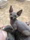 Sphynx Cats for sale in Providence, RI, USA. price: $400