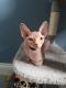 Sphynx Cats for sale in Columbia, SC, USA. price: $400