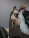 Sphynx Cats for sale in Seattle, WA, USA. price: $400