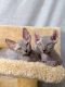 Sphynx Cats for sale in Charleston, WV, USA. price: NA