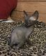 Sphynx Cats for sale in Shelton, WA 98584, USA. price: NA