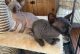 Sphynx Cats for sale in Detroit, MI, USA. price: $600