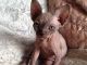 Sphynx Cats for sale in New Caney, TX 77357, USA. price: $400