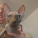 Sphynx Cats for sale in Graham, WA 98338, USA. price: $1,200