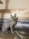 Sphynx Cats for sale in Boiling Springs, SC 29316, USA. price: $1,000