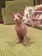 Sphynx Cats for sale in Greenwich, CT, USA. price: NA