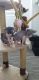 Sphynx Cats for sale in 6401 Bluebonnet Blvd, Baton Rouge, LA 70836, USA. price: $500