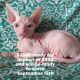 Sphynx Cats for sale in Conway, SC, USA. price: NA