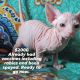 Sphynx Cats for sale in Conway, SC, USA. price: NA