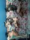 Sphynx Cats for sale in Newark, OH, USA. price: $1,500