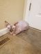 Sphynx Cats for sale in Oskaloosa, IA 52577, USA. price: NA