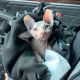 Sphynx Cats for sale in Klamath Falls, OR, USA. price: $2,000