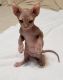 Sphynx Cats for sale in Cutler Bay, FL, USA. price: NA