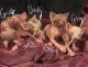 Sphynx Cats for sale in Savannah, GA, USA. price: NA
